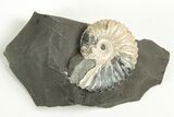 Iridescent Ammonite (Deshayesites) Fossil - Russia #207456-1